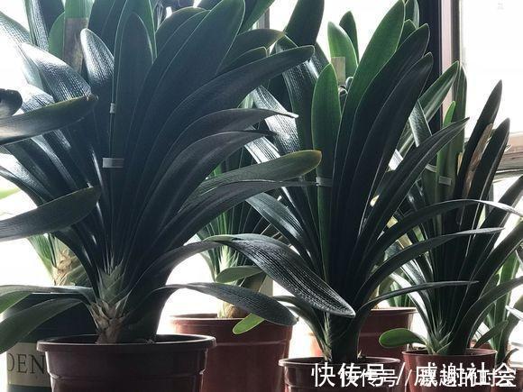 君子兰浇水，掐准“时间”，不早不晚“刚刚好”，养出肥厚好叶片