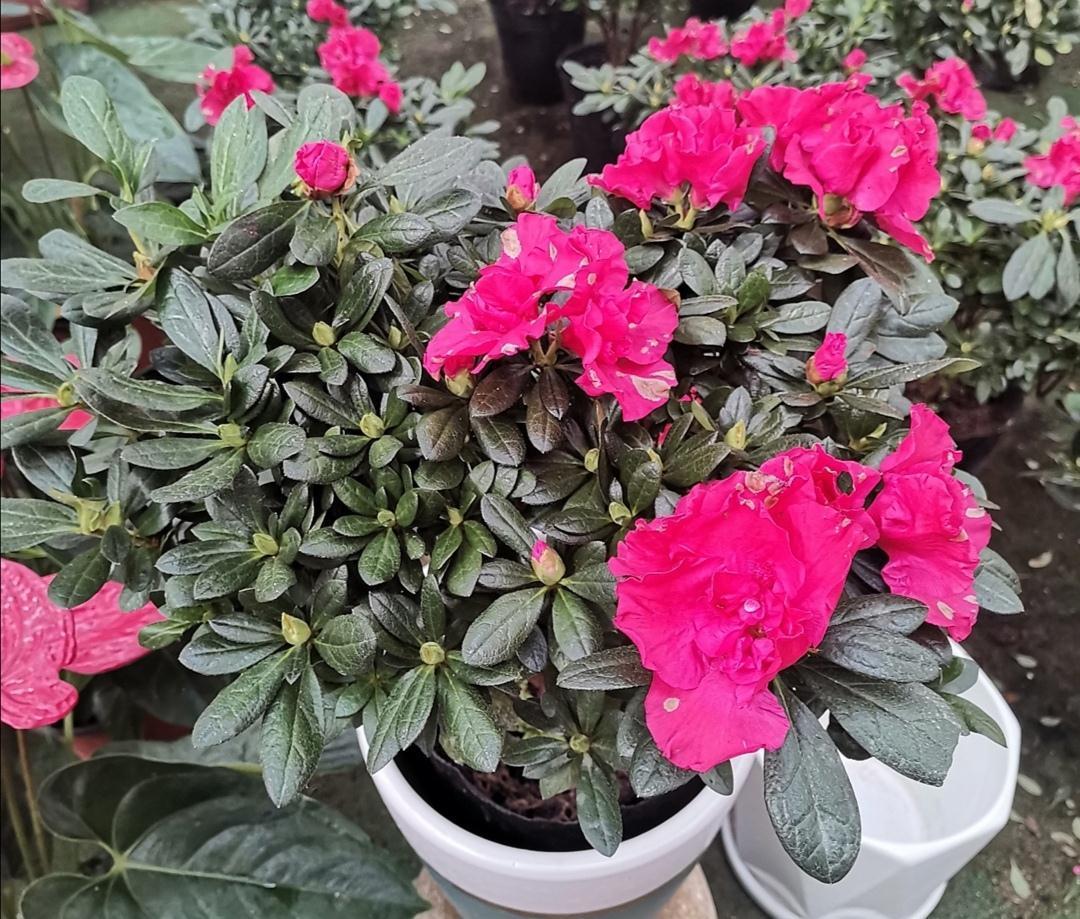 4种漂亮花,冬天不好养?只因没掌握好方法