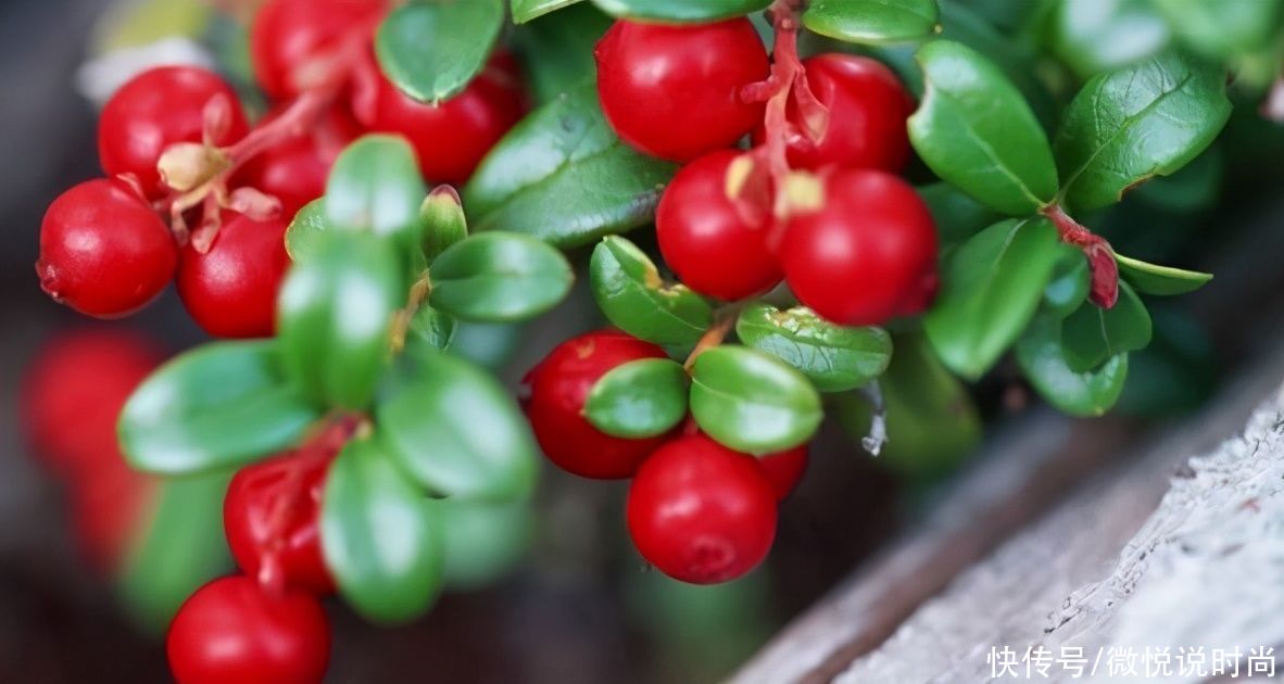 护肤品|熊果苷的护肤品真的可以美白吗