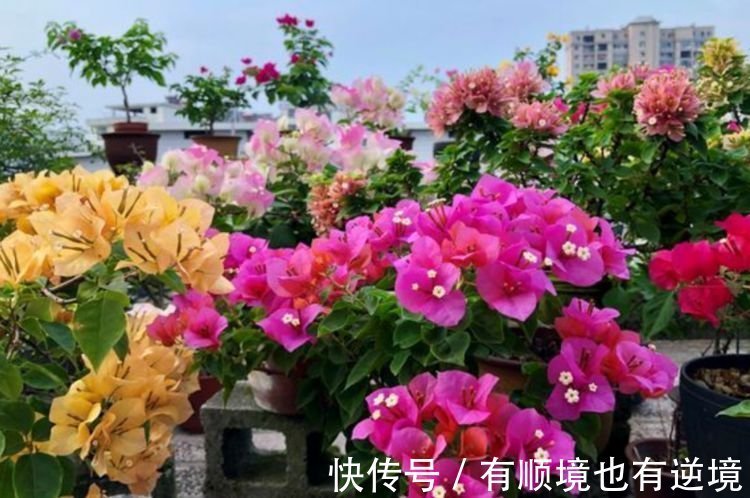 养三角梅如果不懂“扣水”,它就几乎不开花,养花高手都这样操作