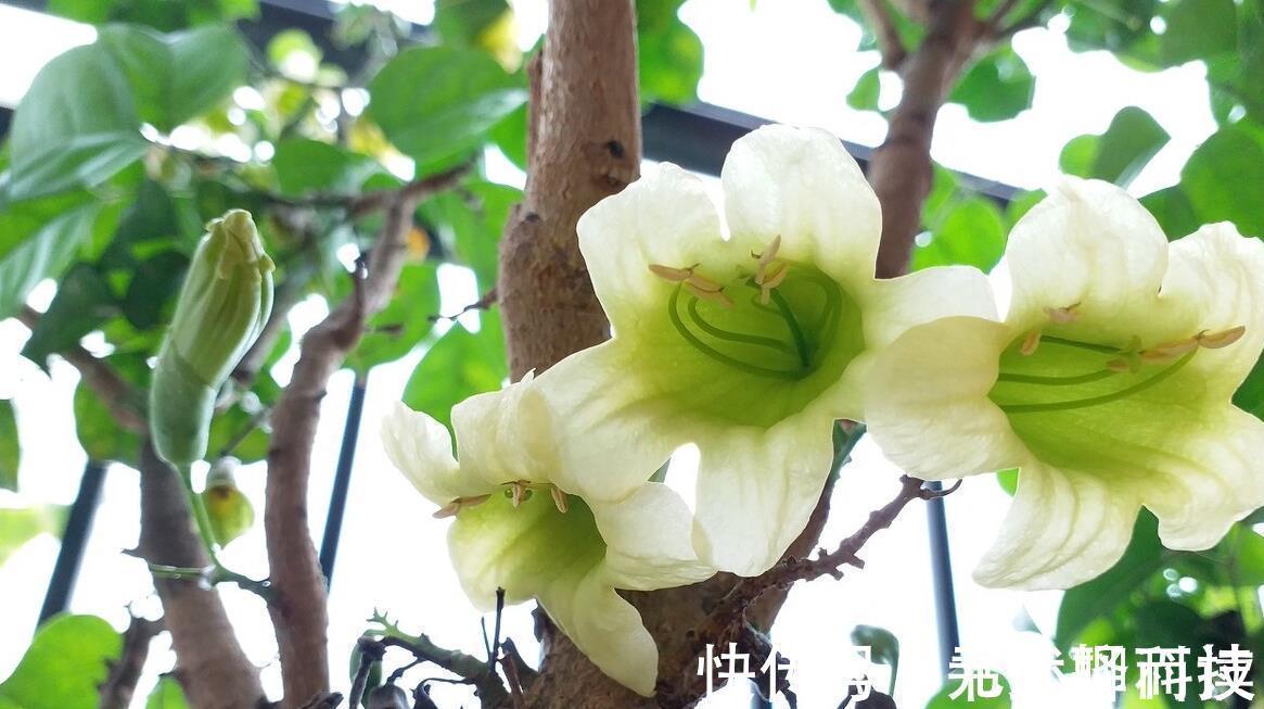 4种树,花开富贵“好兆头”,难得一见,看看你家有吗?