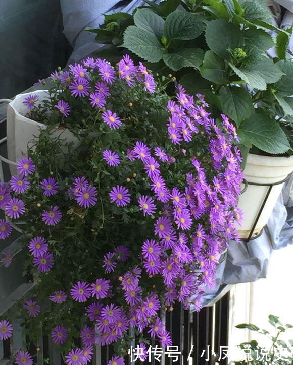 女人的阳台，别缺5种花，好养爱爆盆，一盆千百朵，枝头花苞满