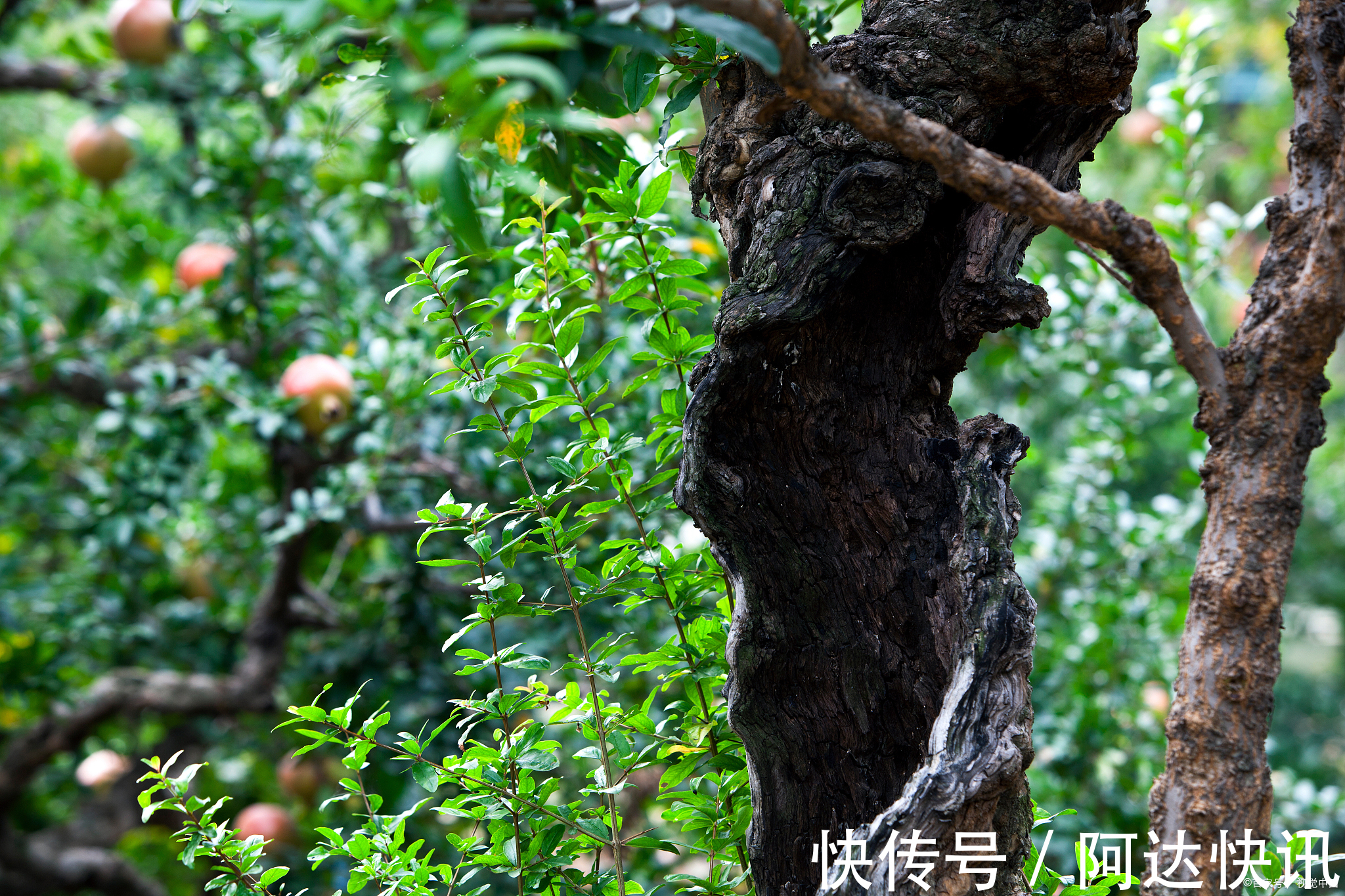 罗汉松|6种“吉祥树”,有地方建议种一棵,能吃能观赏,旺财镇宅样样行