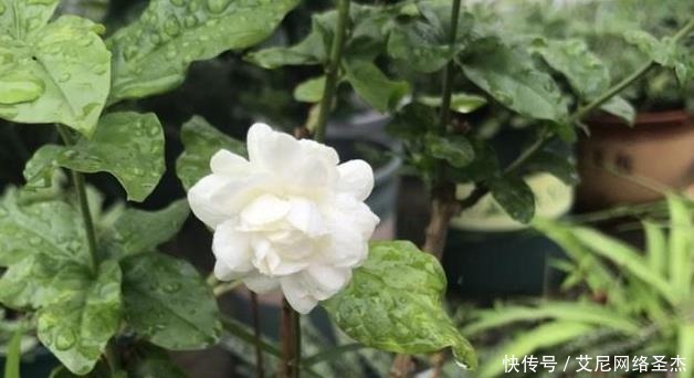 茉莉花僵苗怎么办？2个“动作”改过来，新芽又窜满，开花开不停