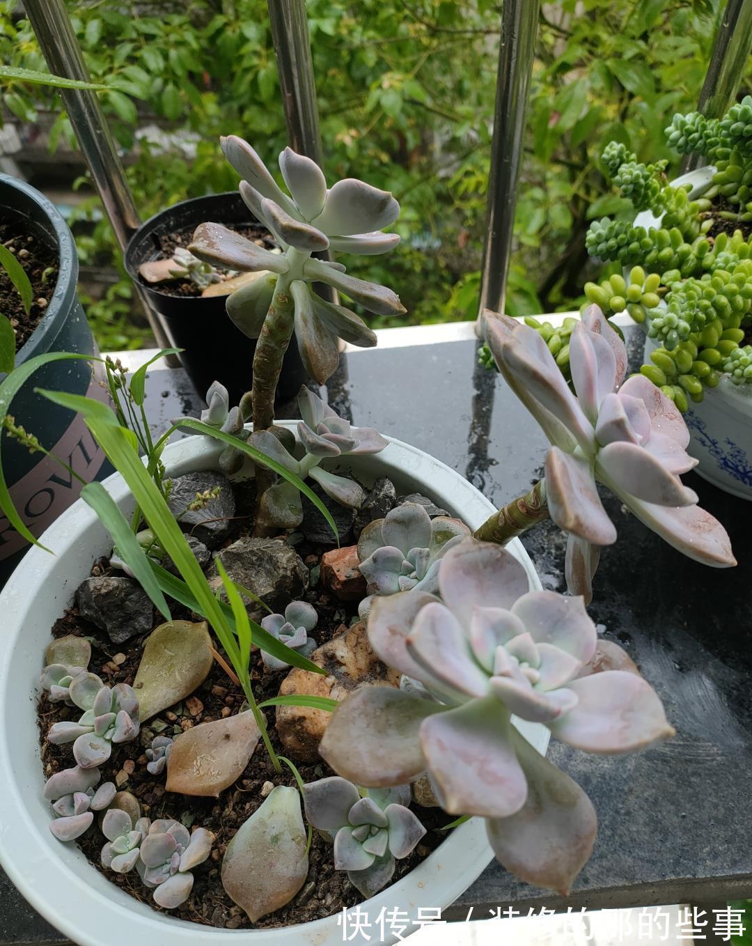 三伏天多肉易化水,停止“一动作”,否则易恶化,甚至摊大饼