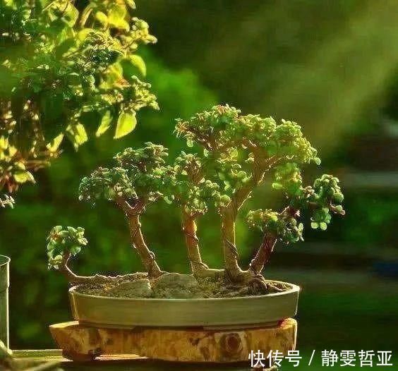 虎皮兰,红掌,吊兰养成老桩,变成大树,真壮观