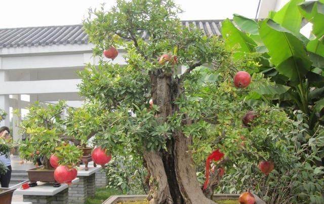 观赏|养花大神都会的一个“细节”,盆景养护,摘叶很重要,你会吗