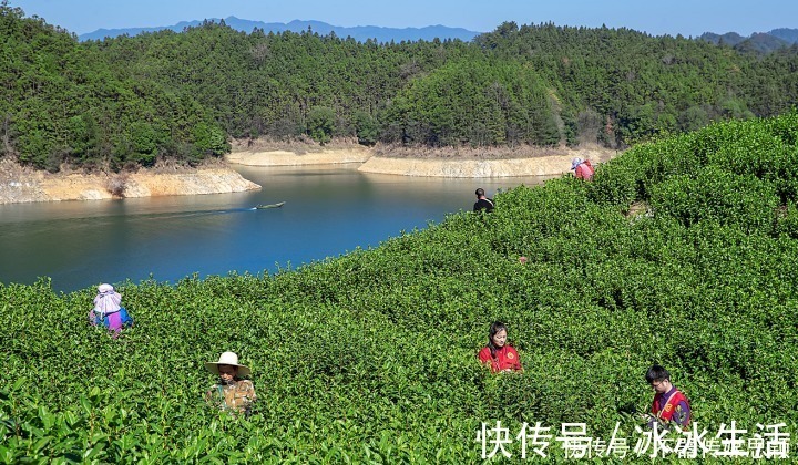 采摘工|媲美马尔代夫，这两天千岛湖超美的湖上茶园采茶忙