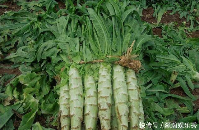 春天必吃8大黃金菜,疏肝解郁,一年身體棒棒噠!