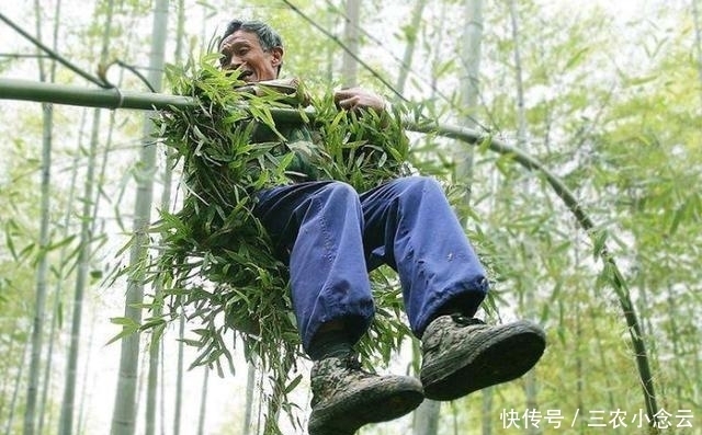 说话|俗语: “铁树开花哑巴说话;竹子开花马上搬家”, 真有这么玄乎?