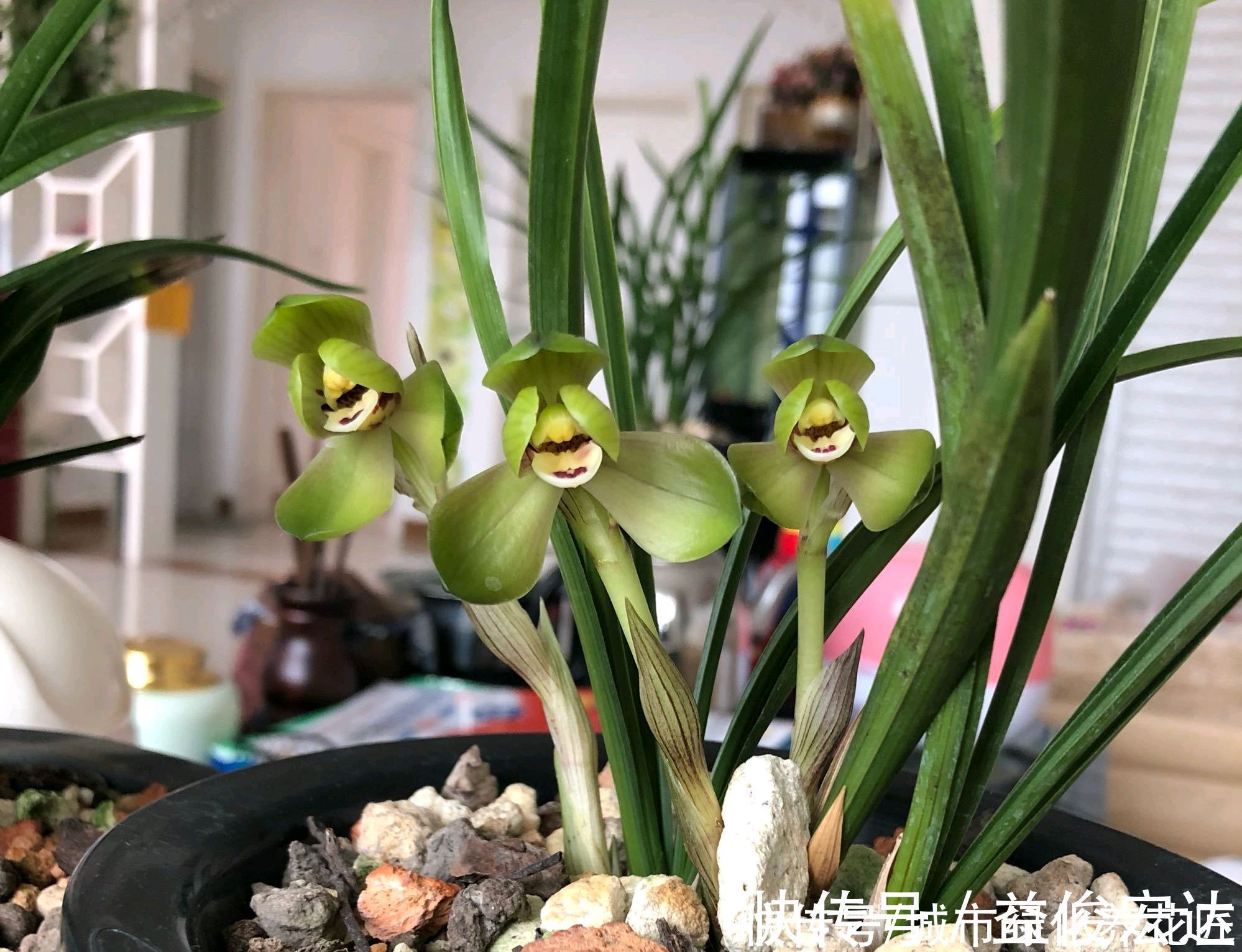 把兰花放到外面做“雪浴”,冻不死,还能杀虫卵,来年使劲长新芽