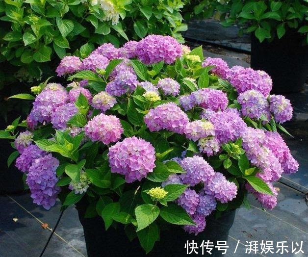 蓝冰|人见人爱“大绣球”,做到几点咋养都活,“红蓝相映”,变换无穷