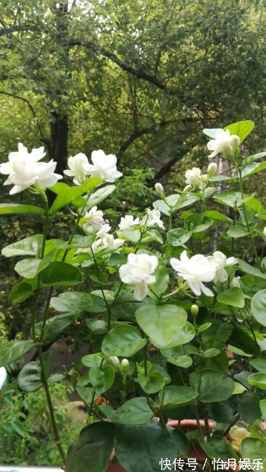 朱顶红|花也能成精，养成巨无霸，一次开花50朵，比小孩还高！