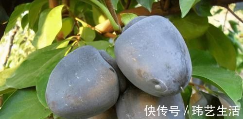 黑醋栗|人到中年要会吃，3种食物离不开，排毒养颜，延缓衰老，改善便秘