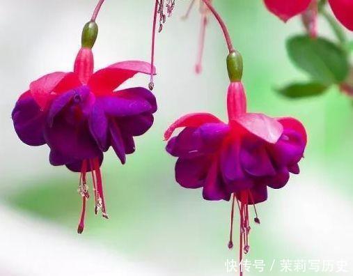 花期超长的几款花卉,从年初开到年尾,还特漂亮