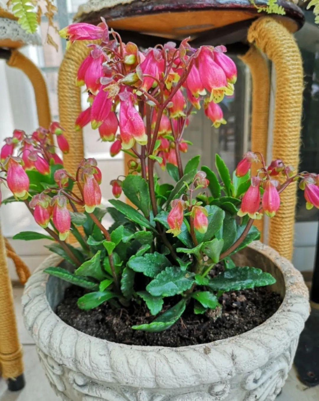 这盆吊兰养2年，年年开满小金鱼，大吉大利好喜气