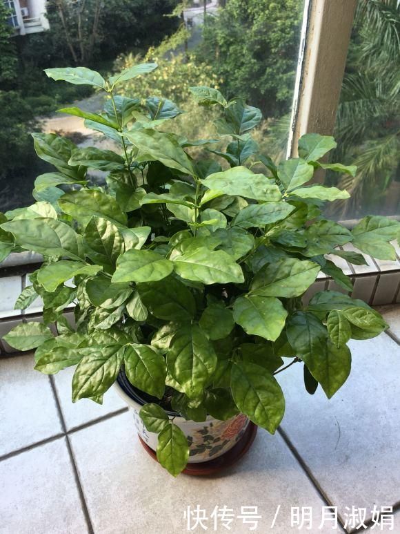 这3种花,就得使劲晒太阳,晒不够不开花