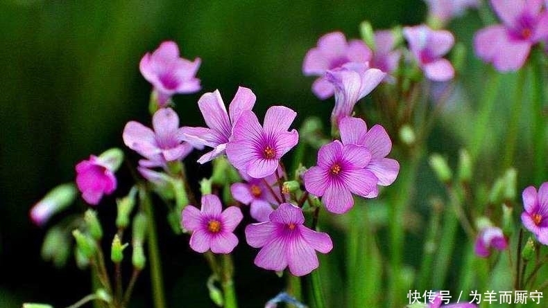 叶子像蝴蝶,一颗种子种十盆,天天开的花,猜猜这是什么花~