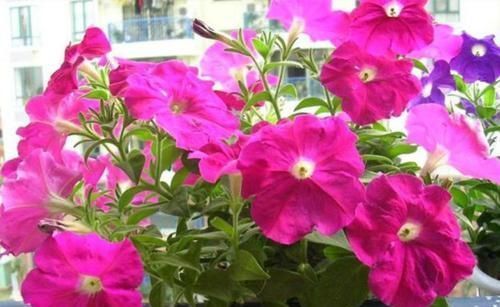 花期|4种花漂亮又好养,花期长达200天,花朵烂漫迷人,美爆了