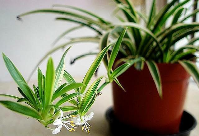 养吊兰,做好“2点”,叶片又宽、又大、油绿又肥厚!