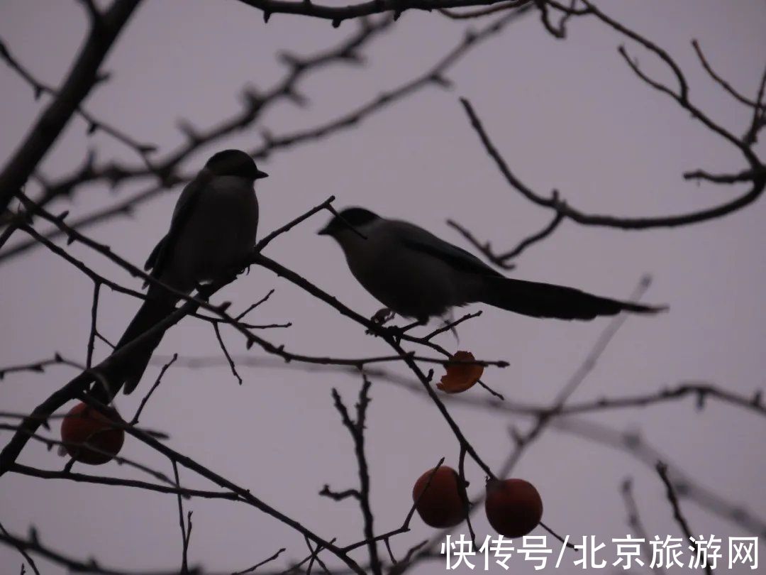 望京楼|秀色满山，疏木绿黄，来百望山感受流年暗换的初冬雅趣吧