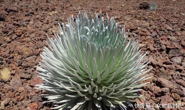 60年开一次花之后就会死亡,只生长在火山口周围,一颗不便宜吧