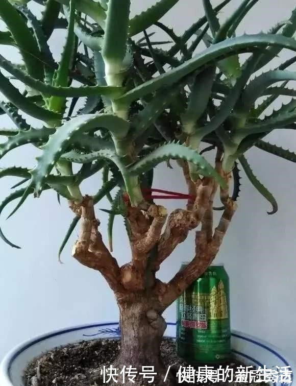 芦荟|芦荟不值钱，养成“老桩”很稀罕，叶子胶质多，越老越值钱！