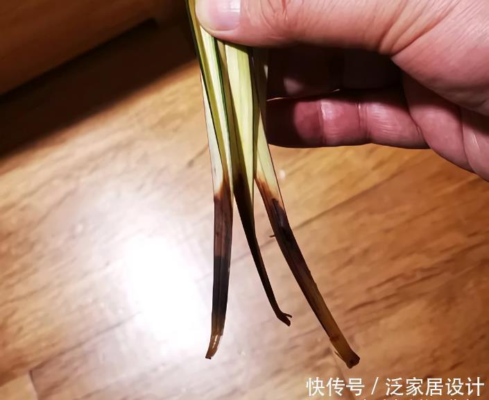 叶基|兰花度夏,“两腐”是大难题,6招预防3招治疗,小心谨慎过夏天