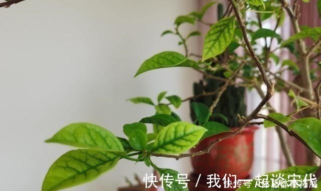 柠檬酸|三角梅“黄叶”不开花，用这2种水浇一浇，叶子油绿，满头花！