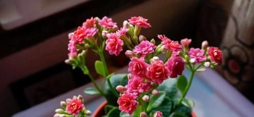 君子兰|养君子兰、长寿花,盆里撒点“万能肥”,新芽猛长,呼呼开花!