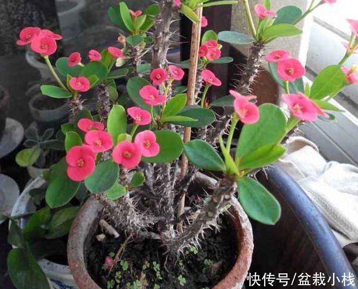 专业养花匠透露:室内养护花草,4种花尽量远离