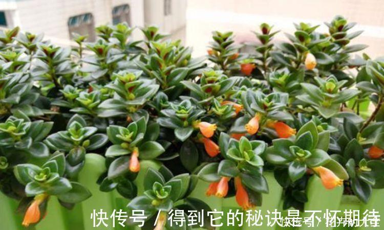 旺财|家里阳台必养此款花卉,旺财又旺宅,越过越好!