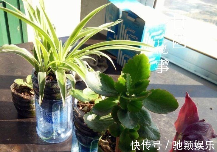 角磨机|7种“废料”做花盆,不花一分钱,花盆用不完,比买的还精致