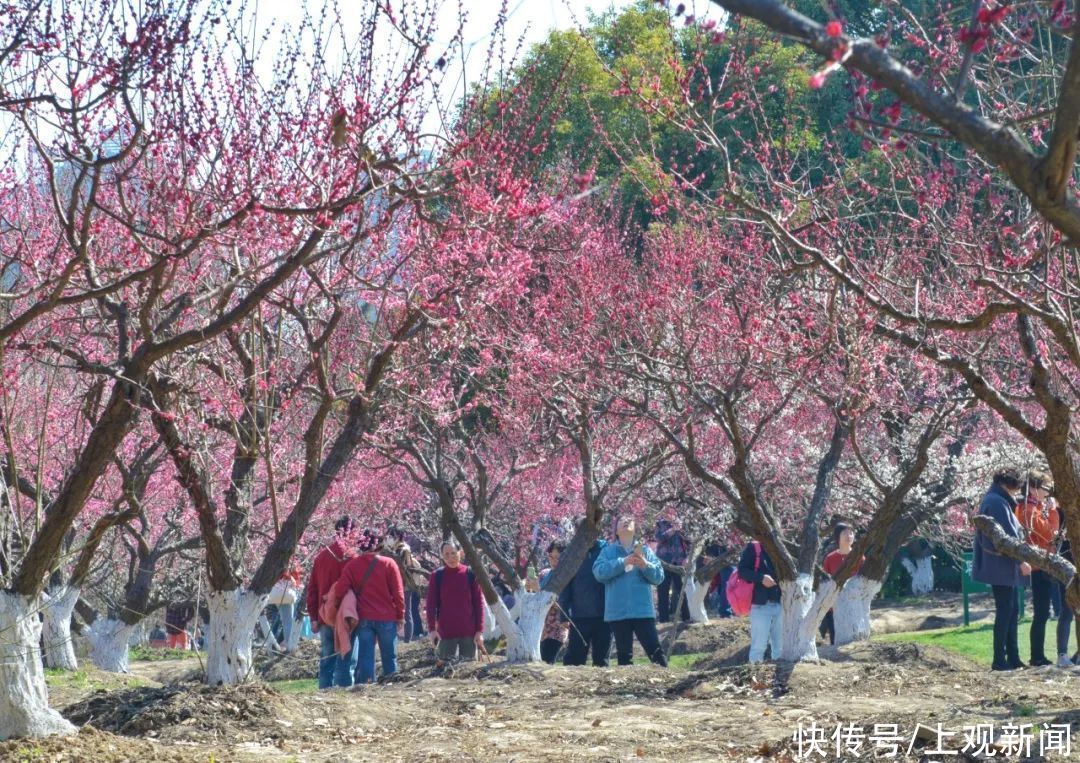 如潮|暖风吹，花香浓！节后首个休息日，世纪公园人气旺