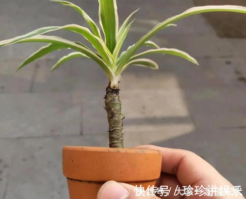 桩子|6块钱的吊兰，3年养成老桩，5年变成1棵小树，做好4点就行