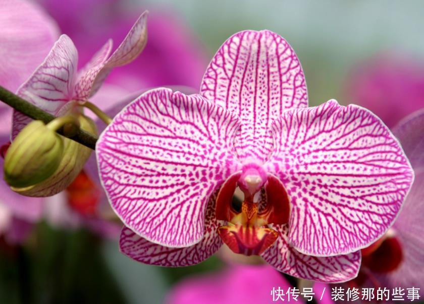 如何挑选年宵“花旦”蝴蝶兰?4个挑选小技巧,挑到高品质蝴蝶兰