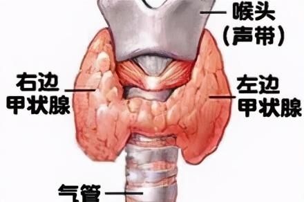  肝功|甲亢为什么要查“肝功”