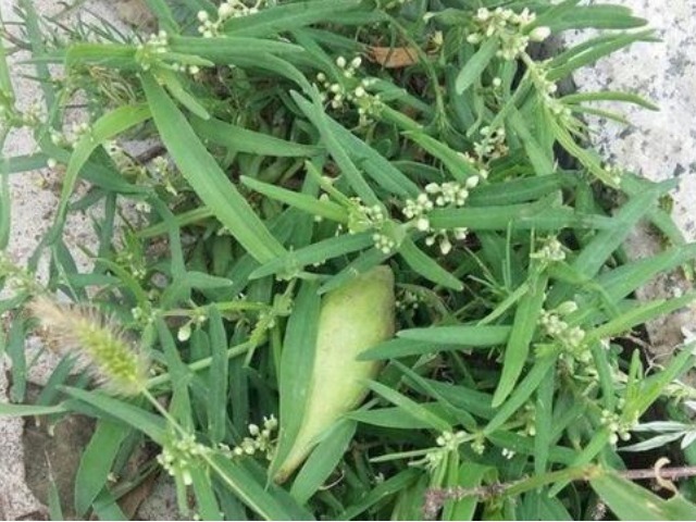 地捎瓜|农村一种野瓜,俗称“羊不奶”,是通乳和治腰酸背痛的一把好手