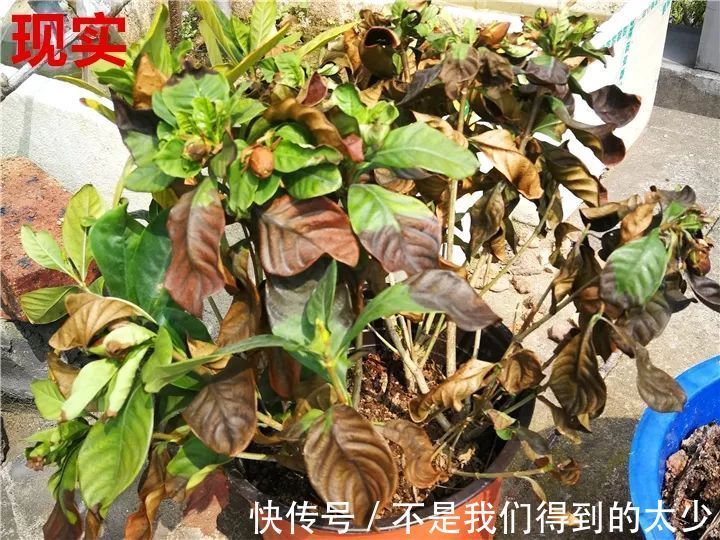 养花技巧最难养的花,买多少死多少,想想就生气!