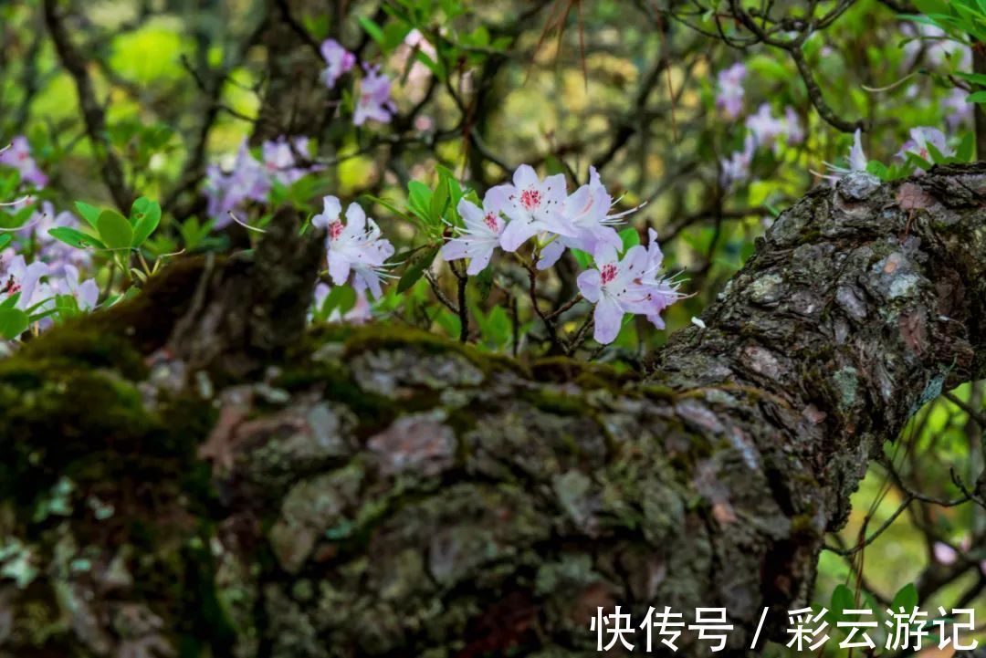 大理|7月大理鸡足山杜鹃花正开放，山花映古寺，鸡足山原来那么美！