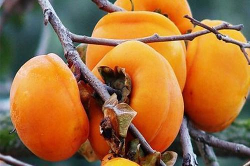 过敏源|糖尿病人吃水果,吃对了养人、吃错了伤人,中老年人不要吃错了