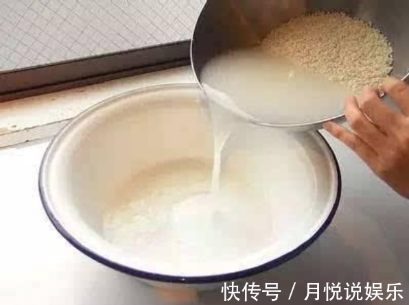 淘米水|君子兰不开花淘米水兑点“黄水水”，花箭冒出来，1次开出10朵