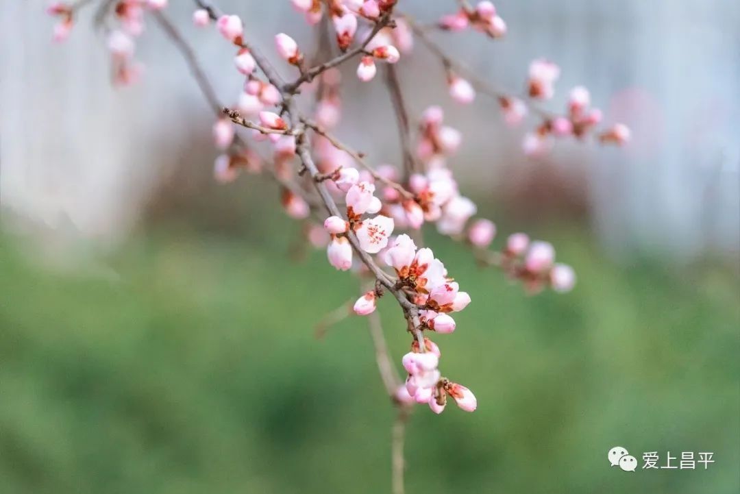 春的气息扑面而来！昌平各处繁花盛开