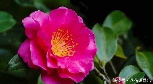 盐碱土|养花就养此4种,开花早花期长,花色美丽,值得养护