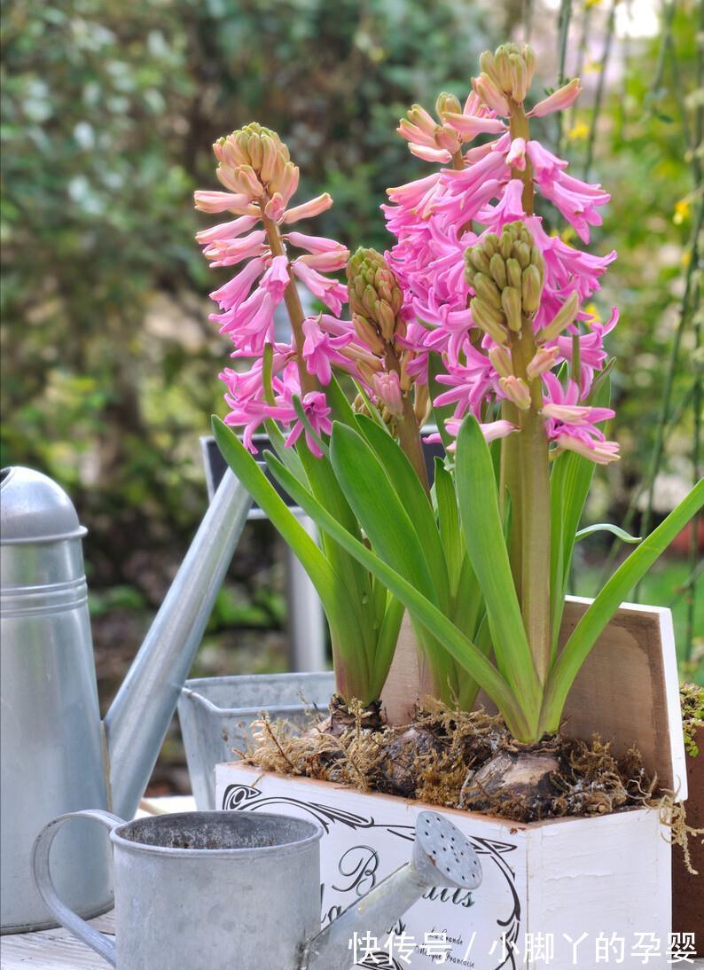 冬季养花,了解“七忌”,简单实用,安全过冬