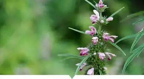 糯米菜|农村的任何野草，可都别小瞧它，可能就一种药材能治病救命呢！