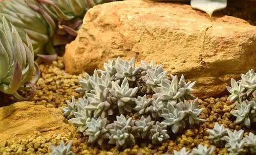 多肉植物太强悍,长在墙角石缝里,看着生命力真旺盛!