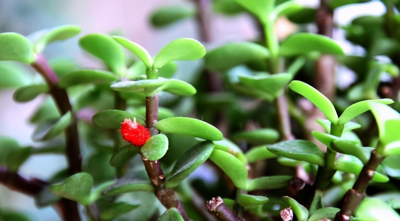 金枝玉叶|命里“多金”的5种花,寓意好又贵气,家里养一盆,带来好运气