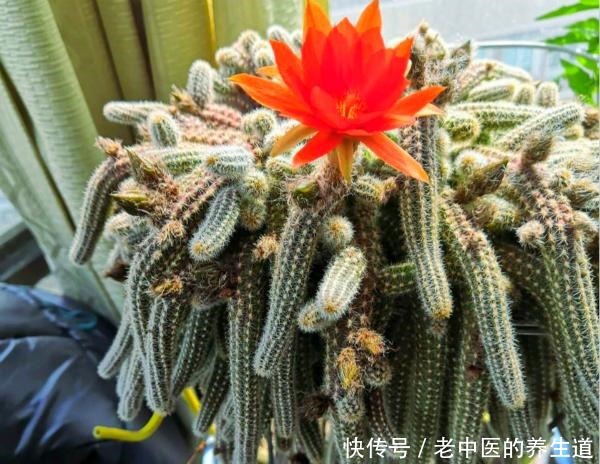 比玉坠还能长的多肉,夏天开花真漂亮,挤爆花盆很轻松!