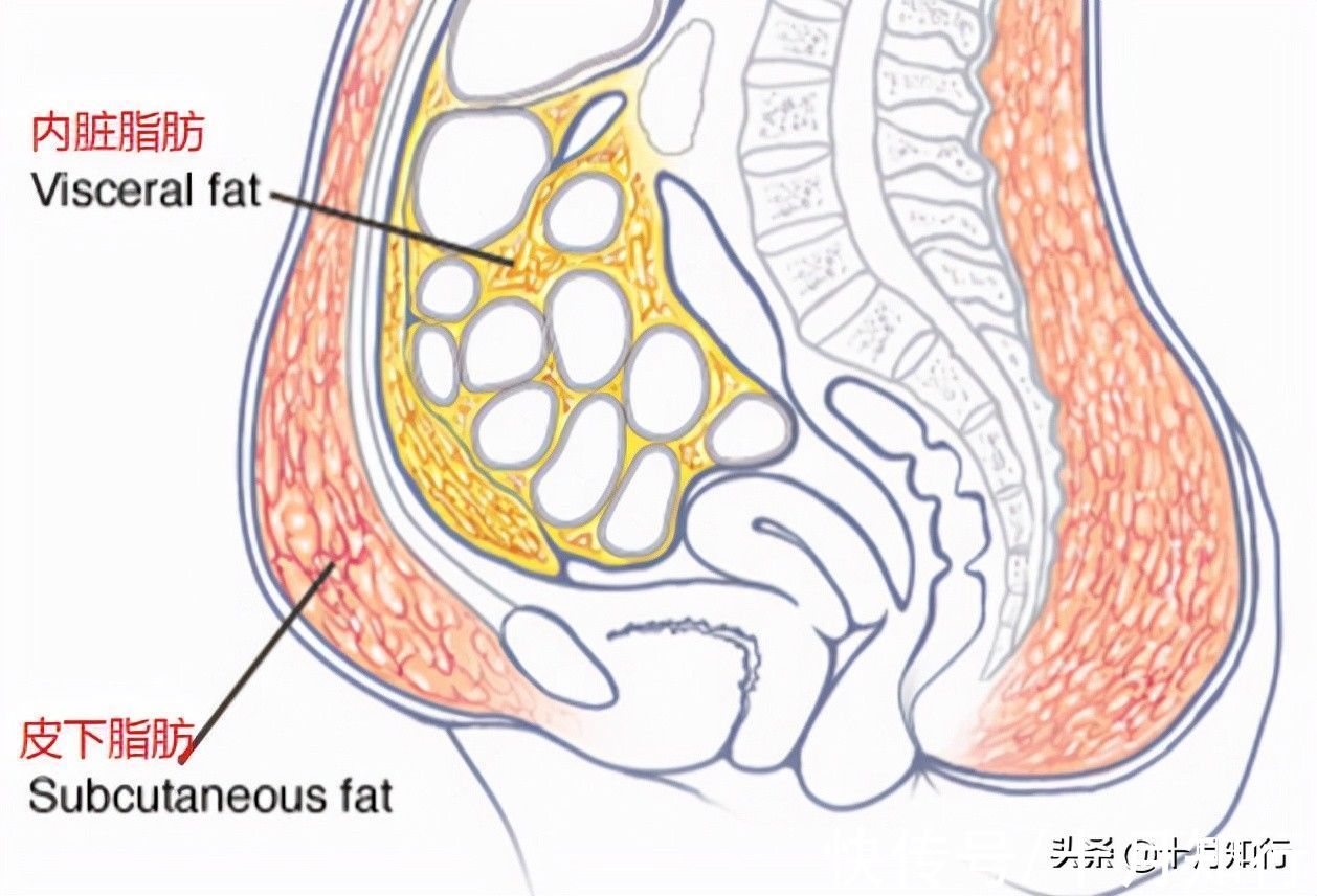 腹部脂肪|中年以后如何减掉腹部脂肪，做针对性调整，让腹部保持平坦